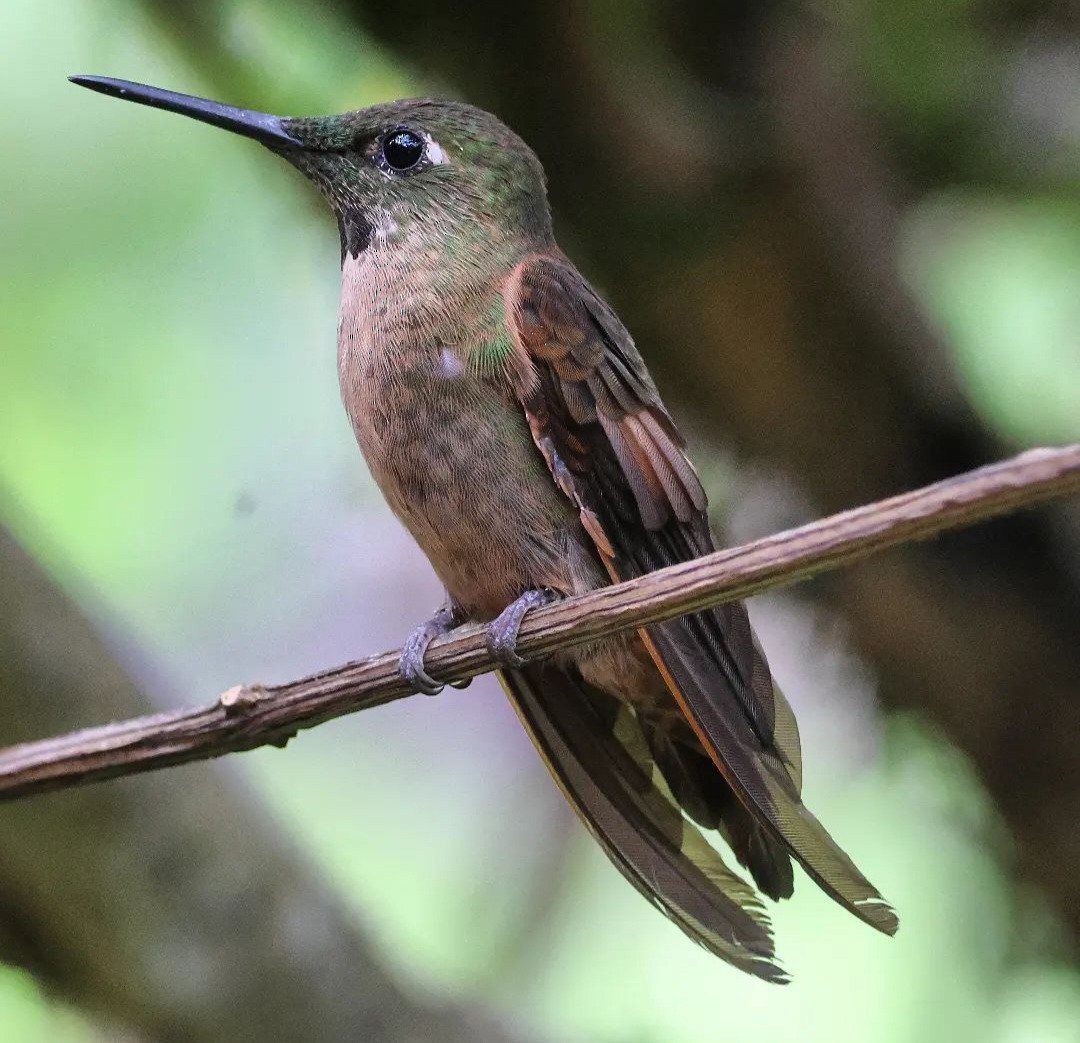 Fawn-breasted Brilliant - ML610710922