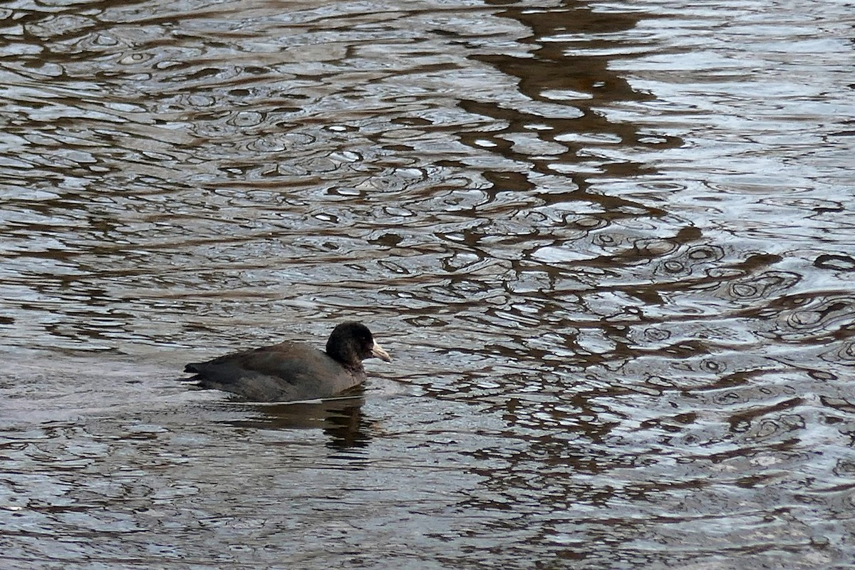 American Coot - Madeleine Papineau