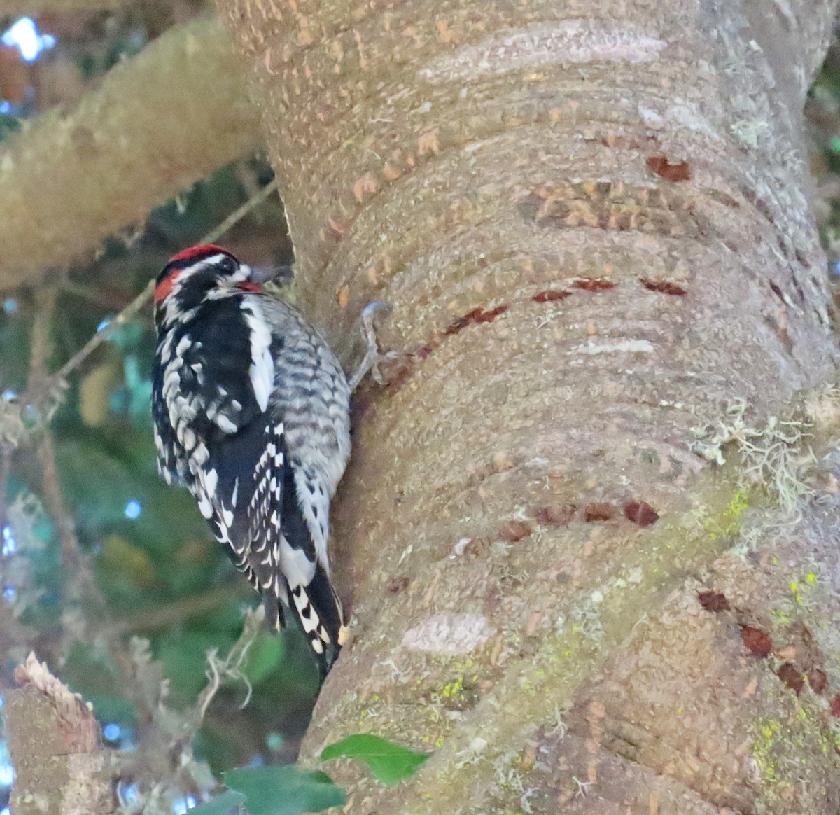 Red-naped Sapsucker - ML610711027
