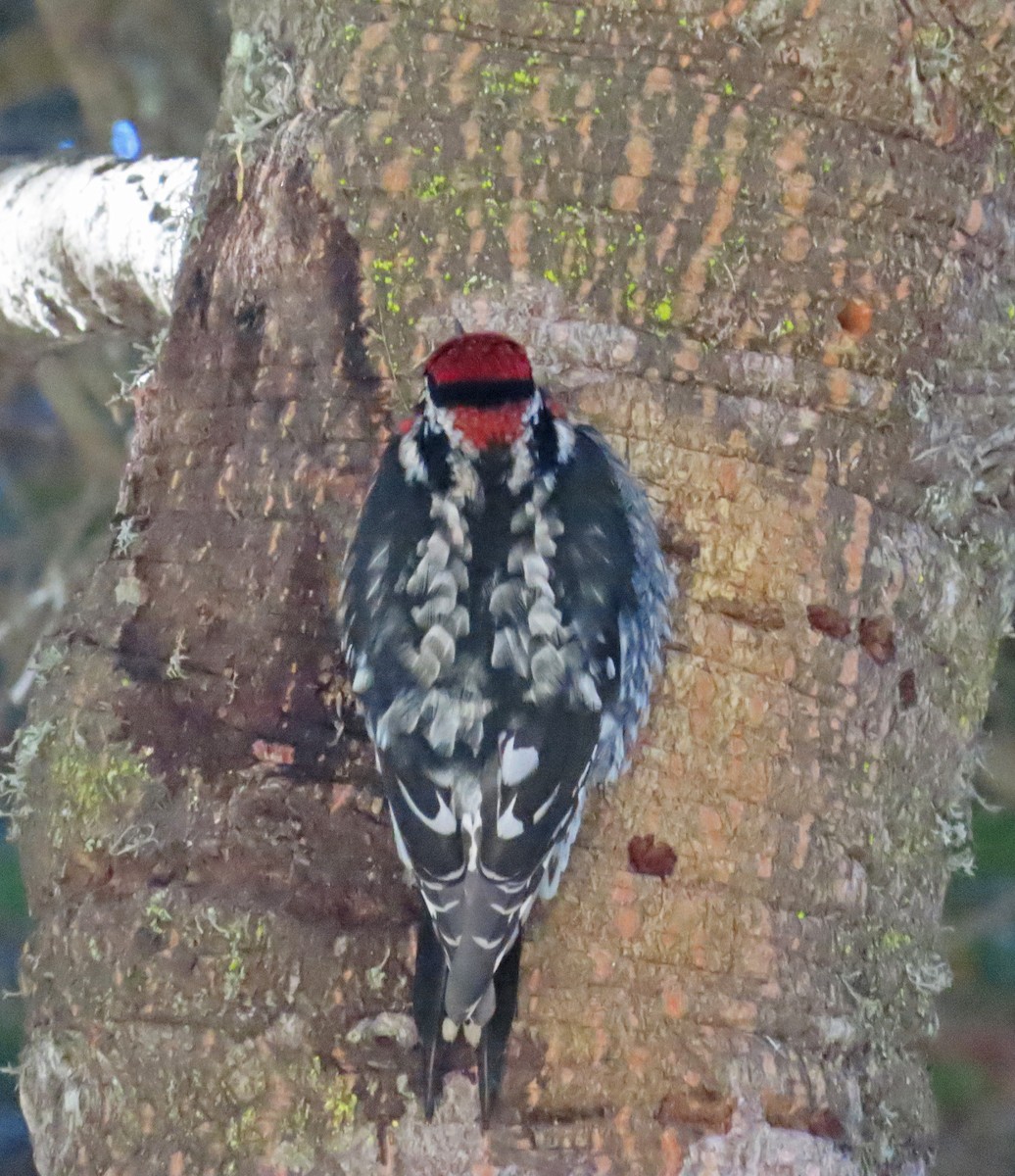 Red-naped Sapsucker - ML610711030