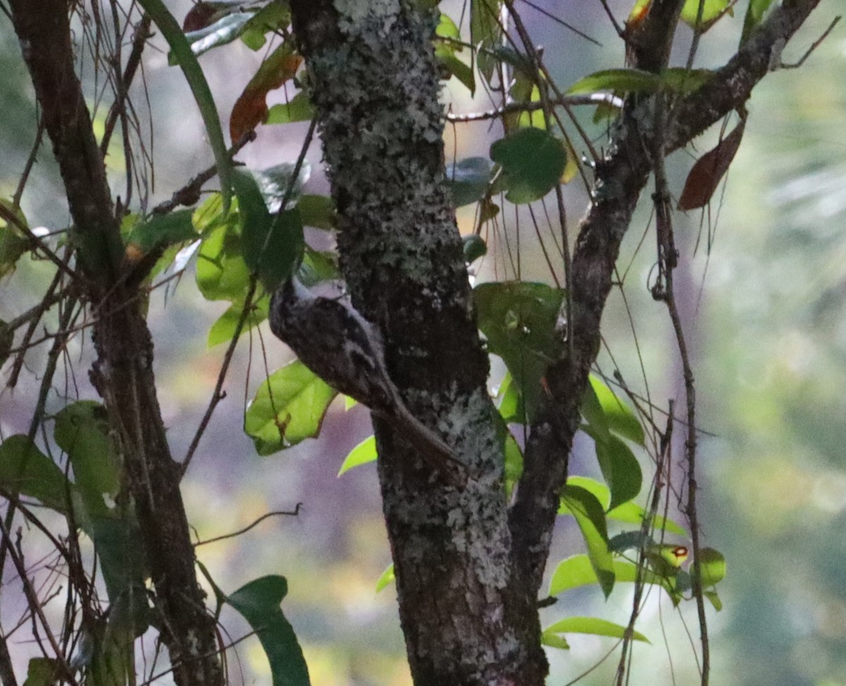 Brown Creeper - ML610711073