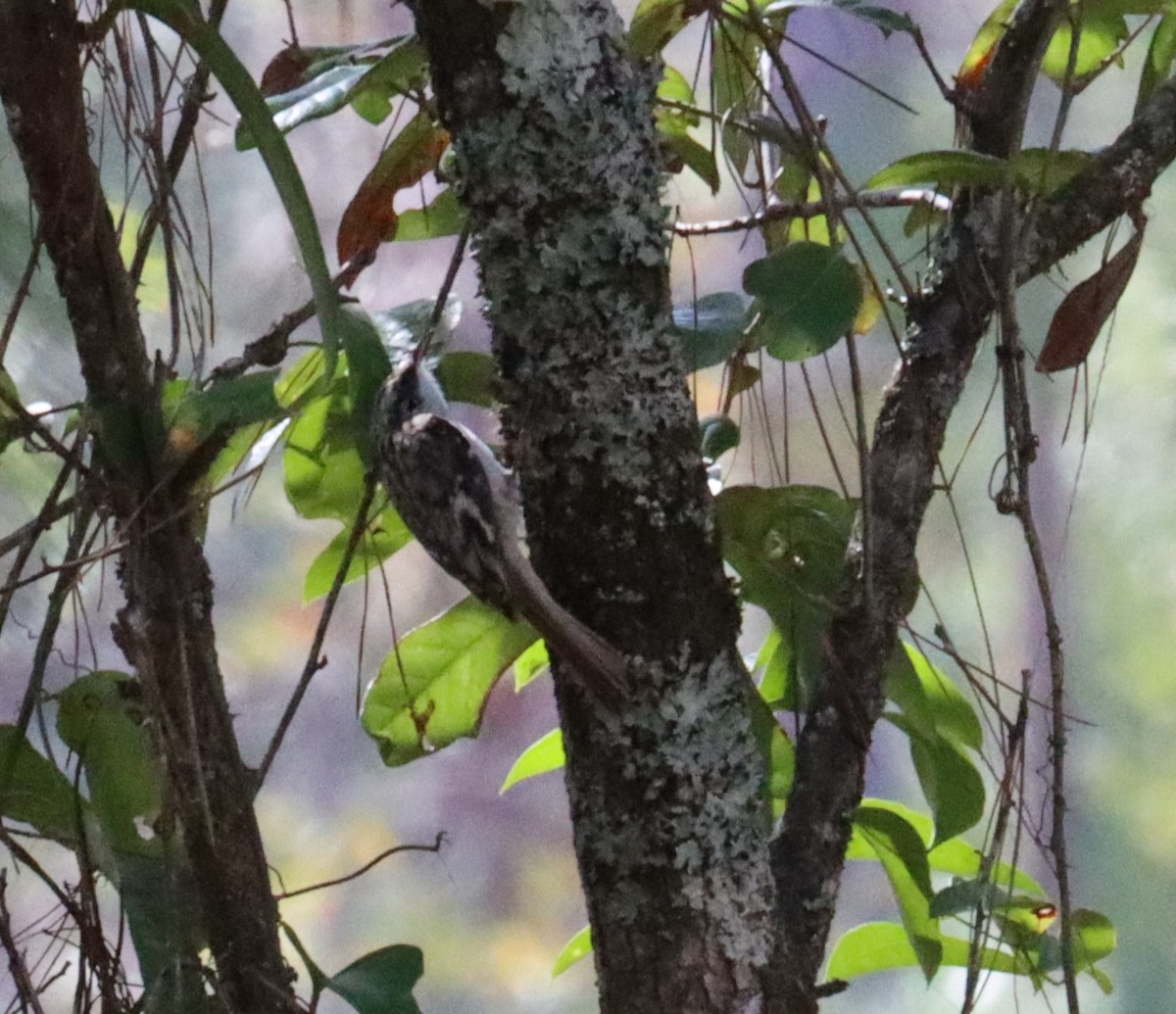 Brown Creeper - ML610711074