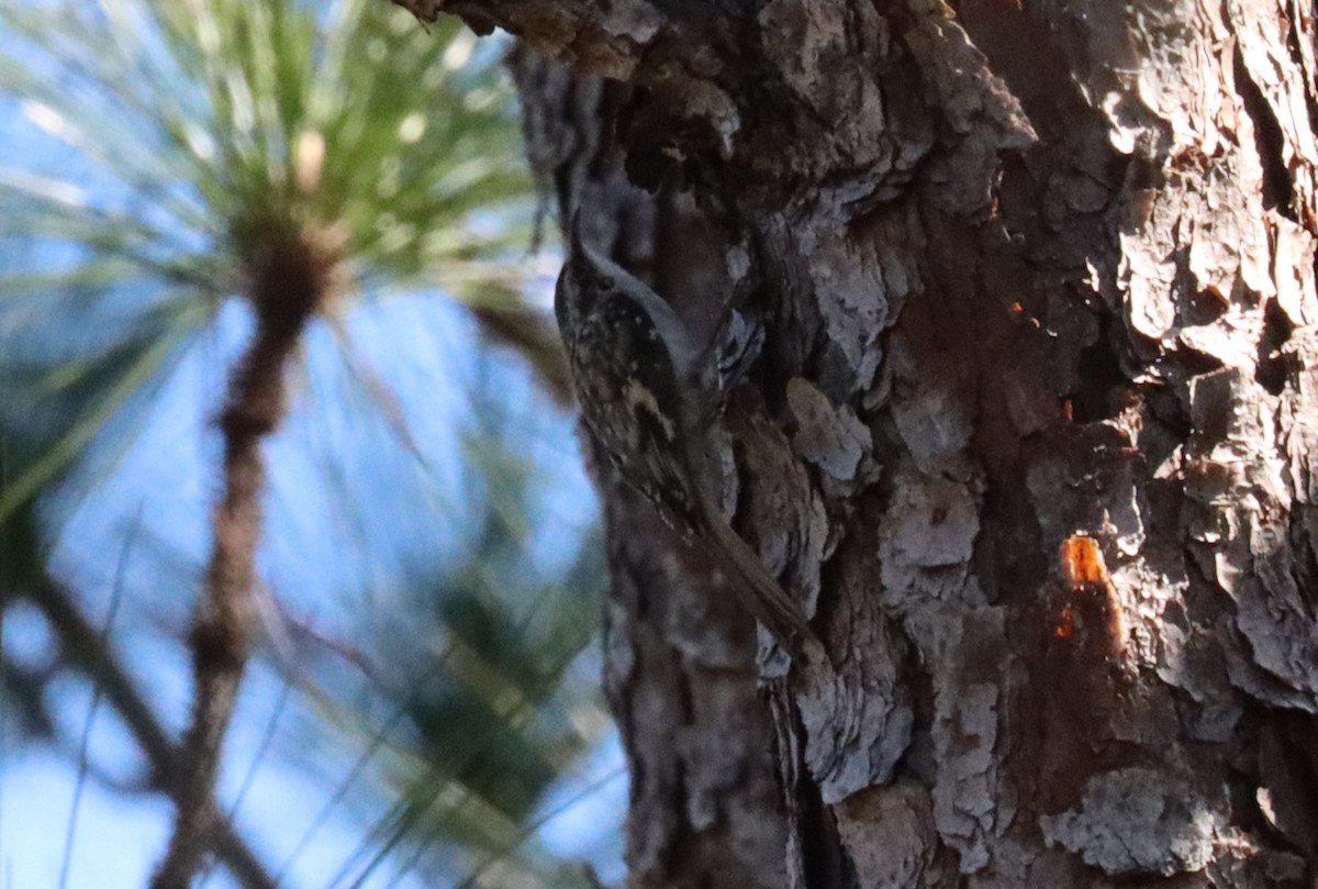 Brown Creeper - ML610711078