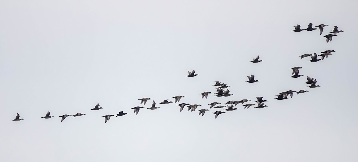 Black Scoter - ML610711081