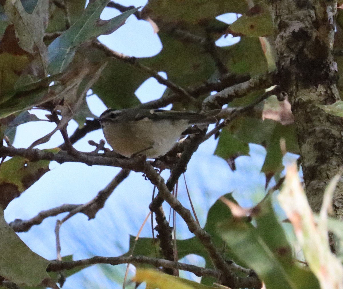 Golden-crowned Kinglet - ML610711118
