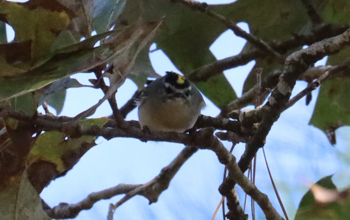 Golden-crowned Kinglet - ML610711129