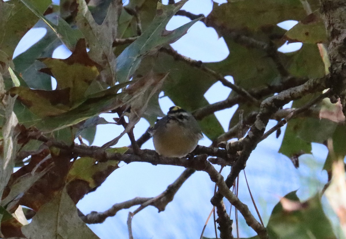 Golden-crowned Kinglet - ML610711141