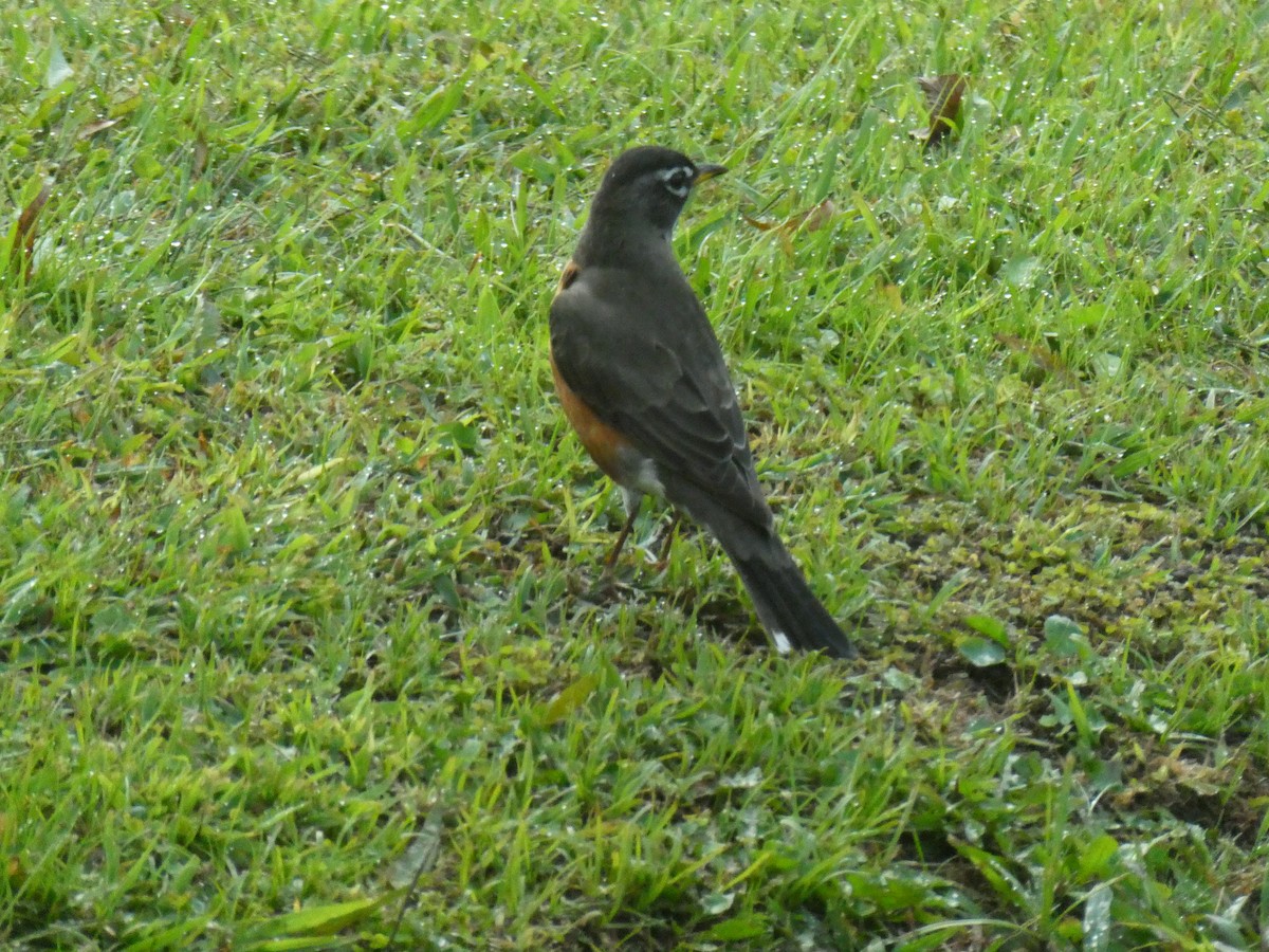 Zozo papargorria - ML610711200