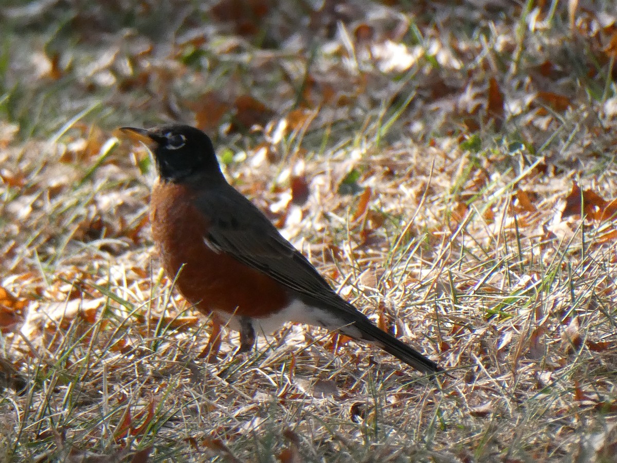 Zozo papargorria - ML610711277