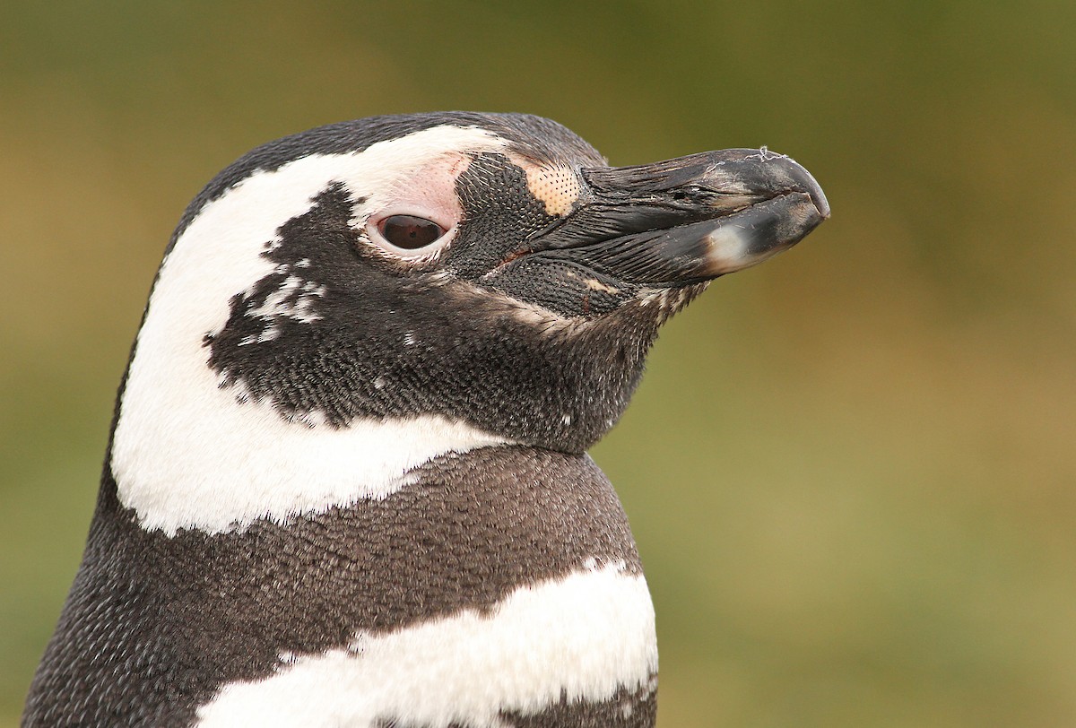 Magellanic Penguin - ML61071131