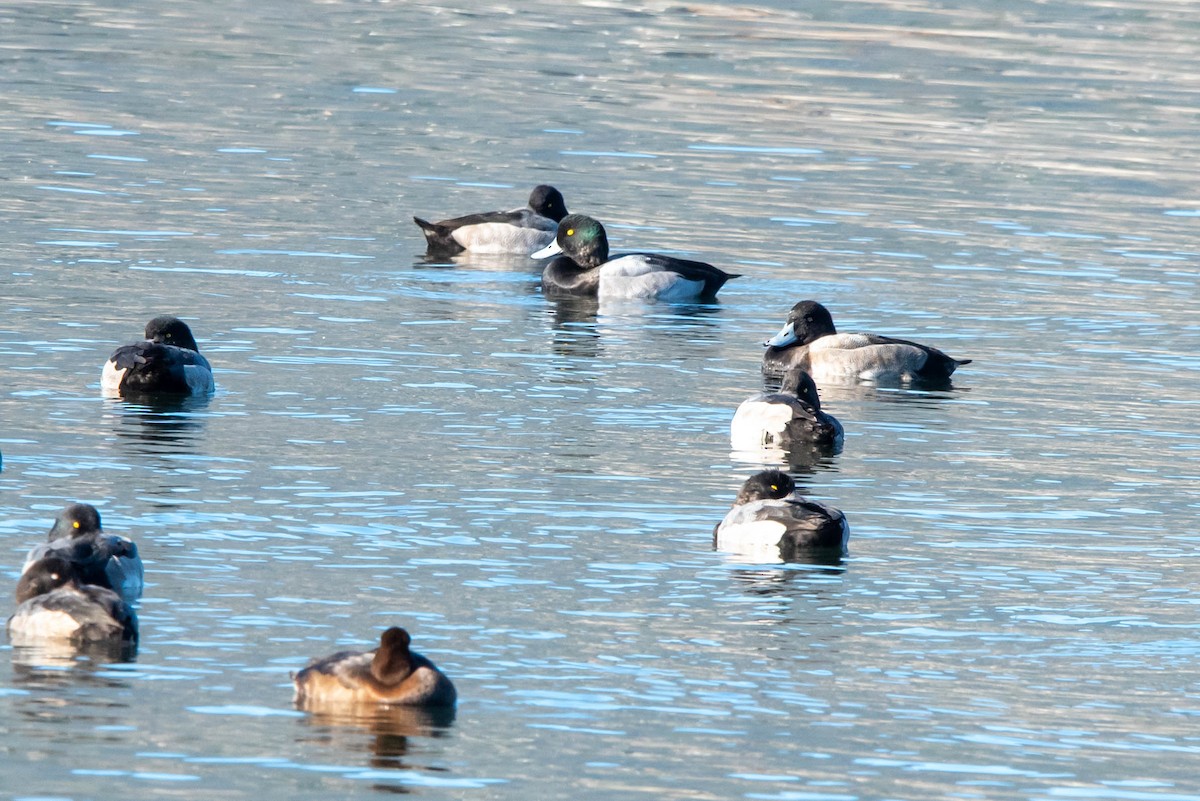 Greater Scaup - ML610711351