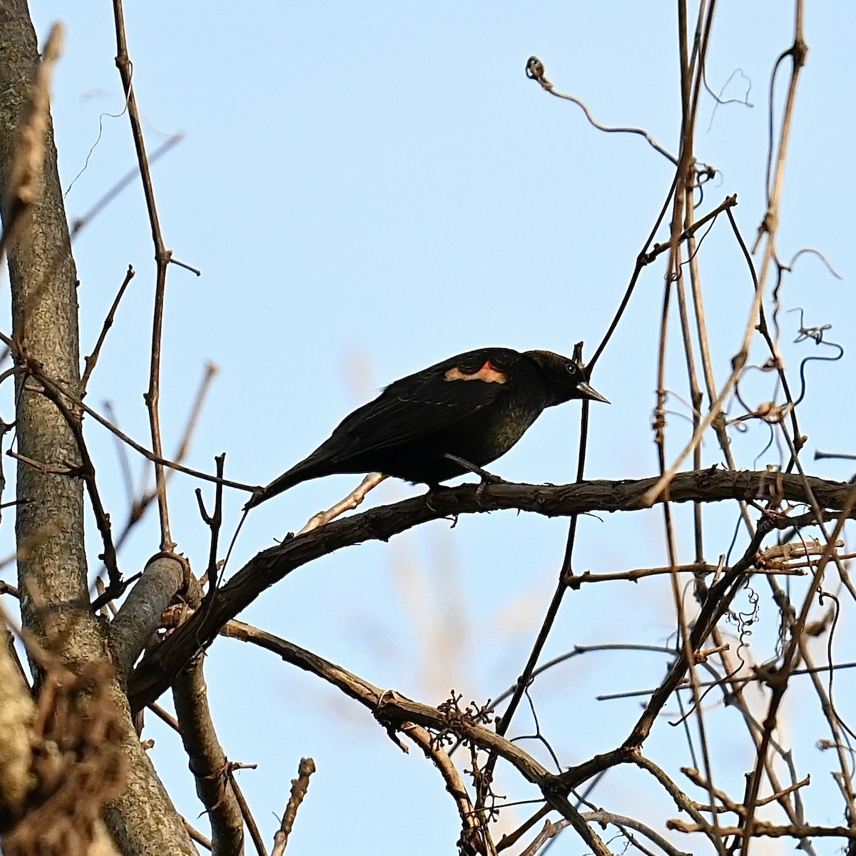 Red-winged Blackbird - Justin Riley