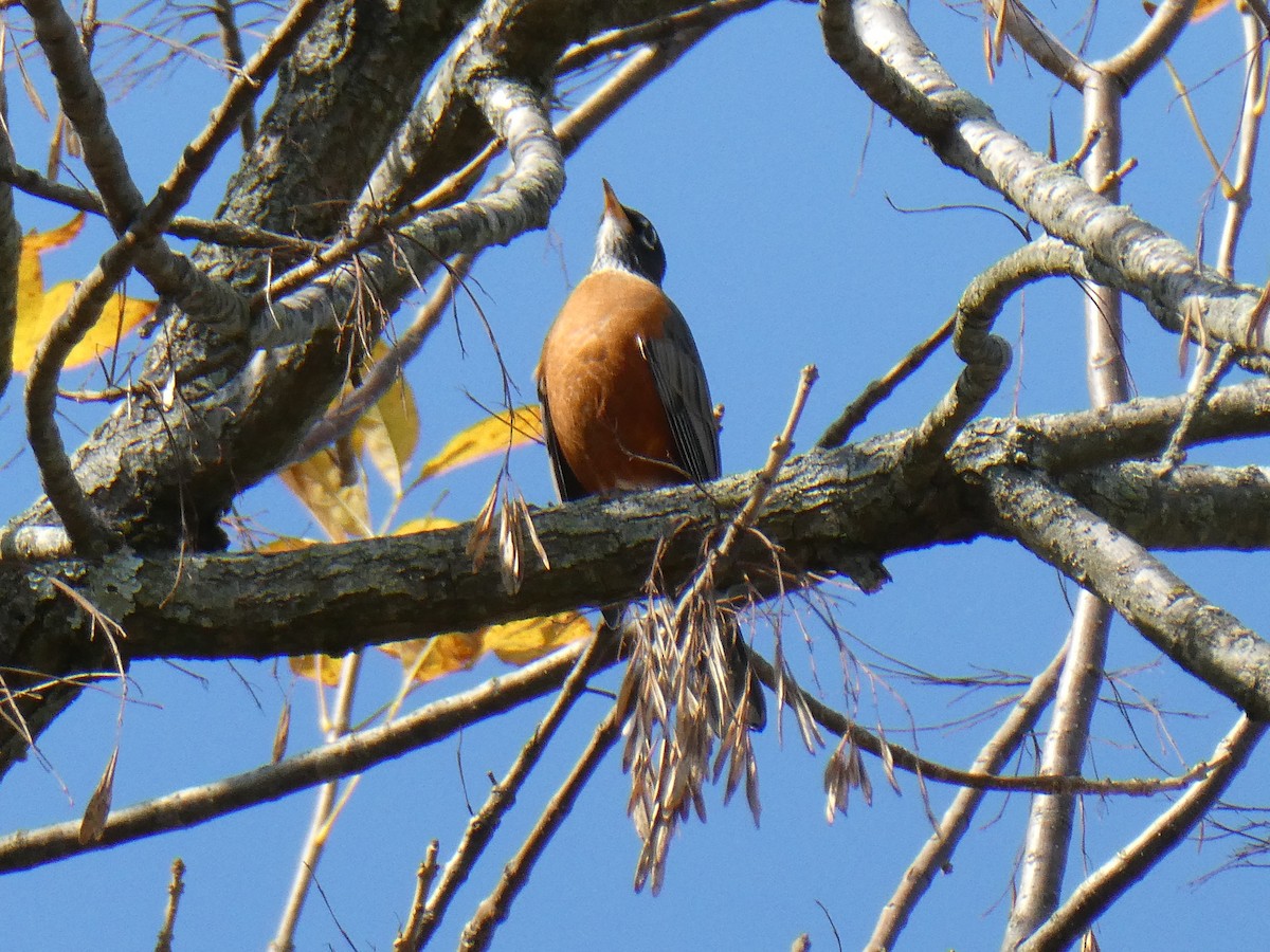 Zozo papargorria - ML610711441