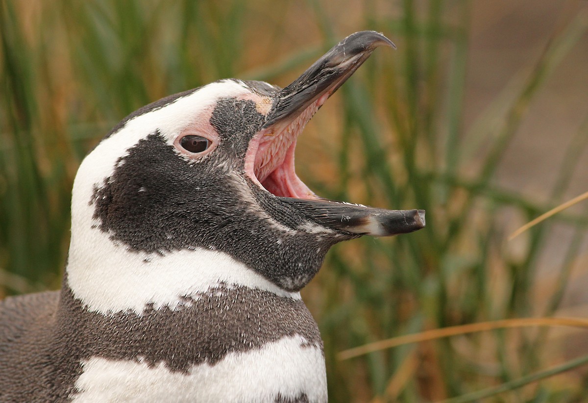 Magellanic Penguin - ML61071151