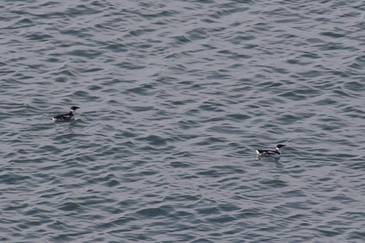 Marbled Murrelet - ML610711527