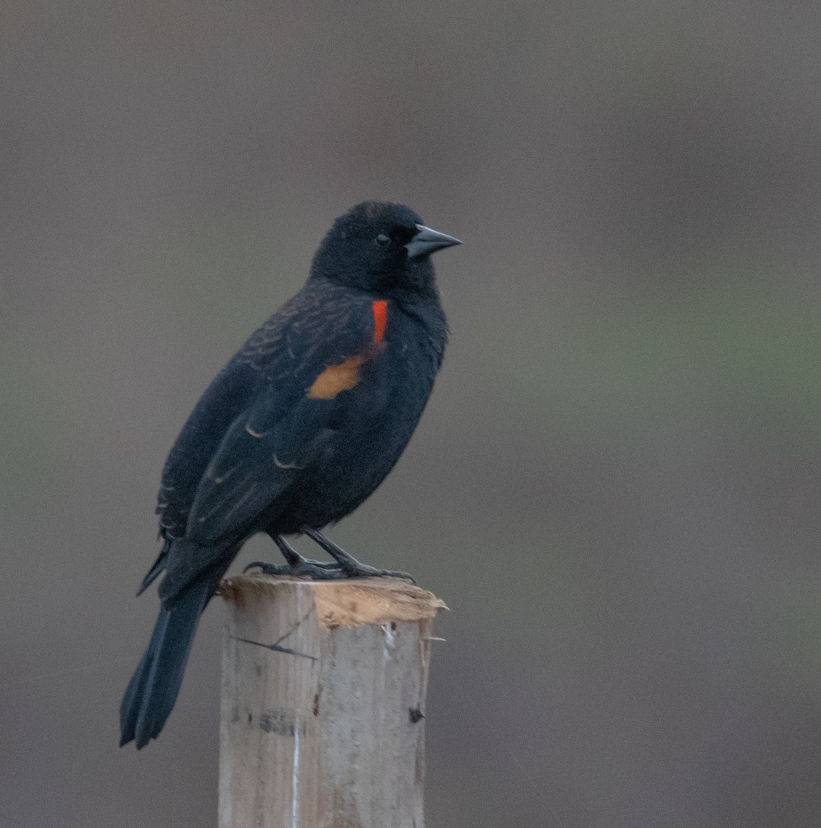 Red-winged Blackbird - ML610711582