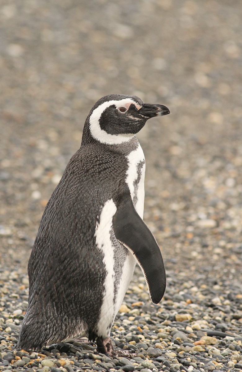 Magellanic Penguin - ML61071161