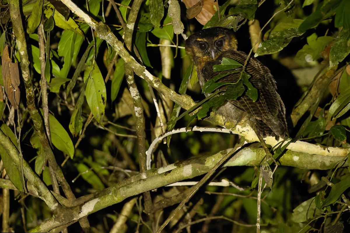 Brown Wood-Owl (Bornean) - ML610711777