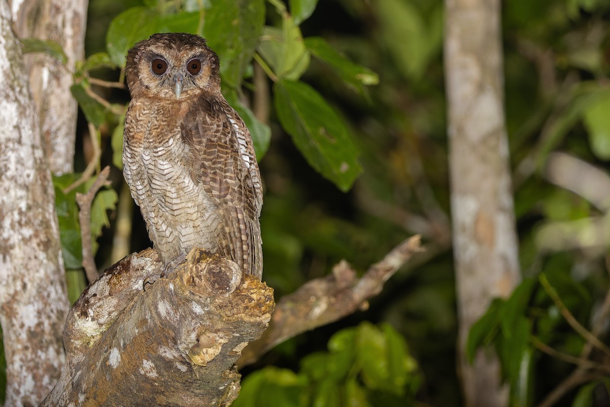 Brown Wood-Owl (Bornean) - ML610711778