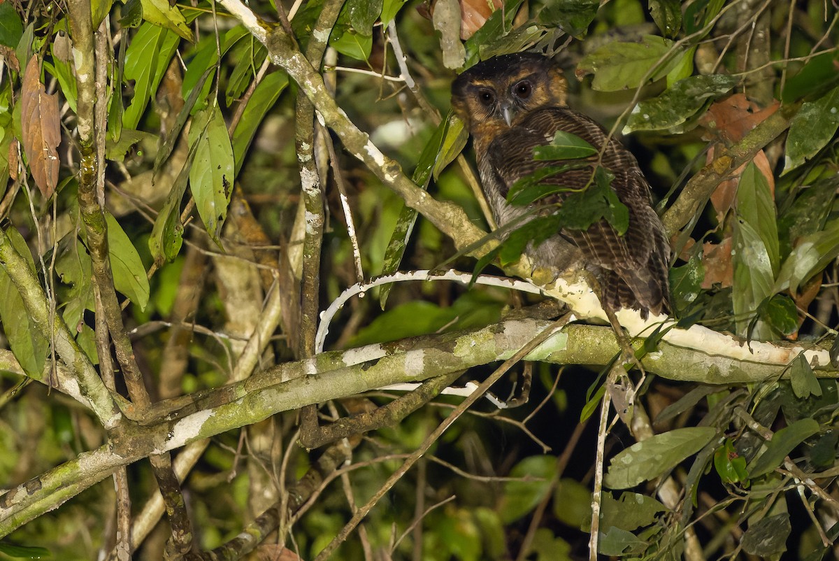 Brown Wood-Owl (Bornean) - ML610711779