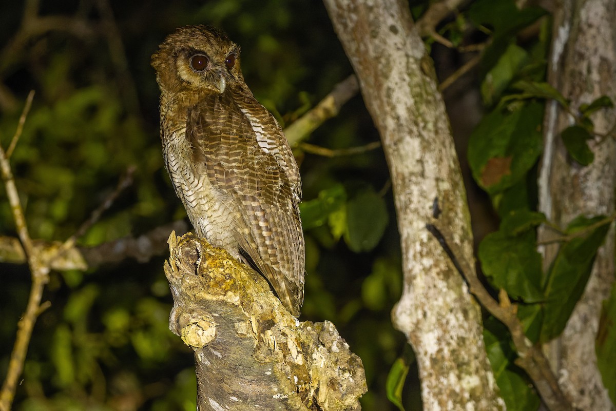 Brown Wood-Owl (Bornean) - ML610711780