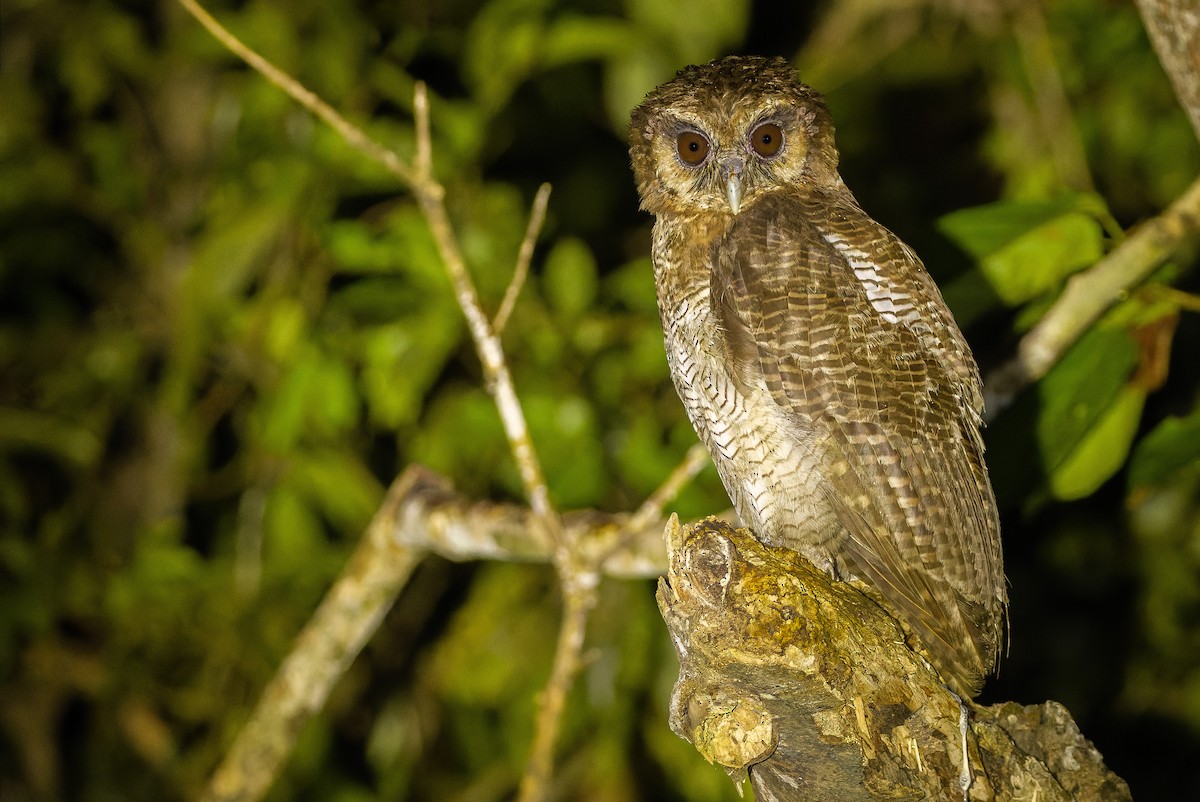 Brown Wood-Owl (Bornean) - ML610711781