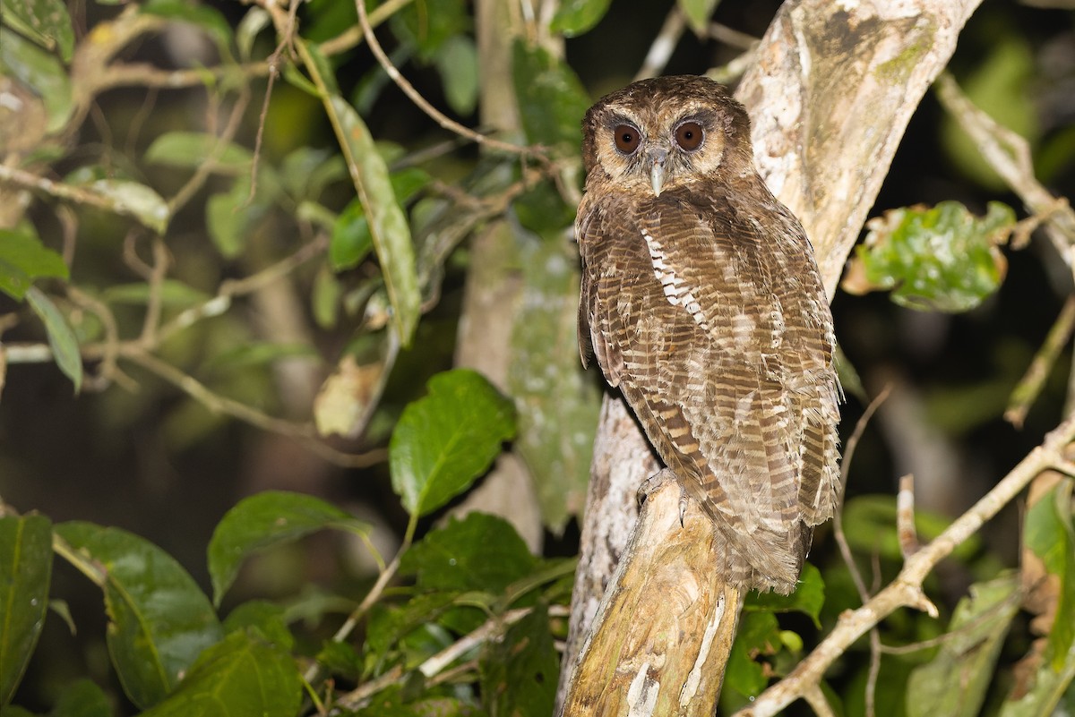 Brown Wood-Owl (Bornean) - ML610711782