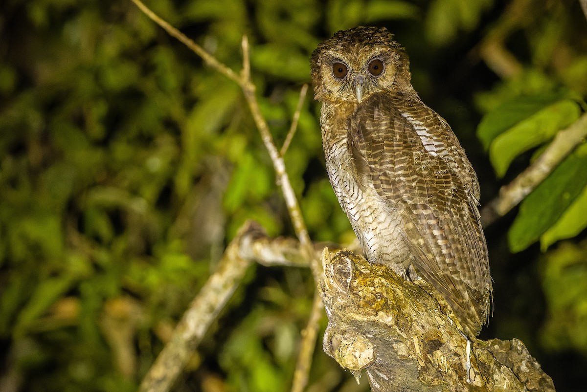 Brown Wood-Owl (Bornean) - ML610711784