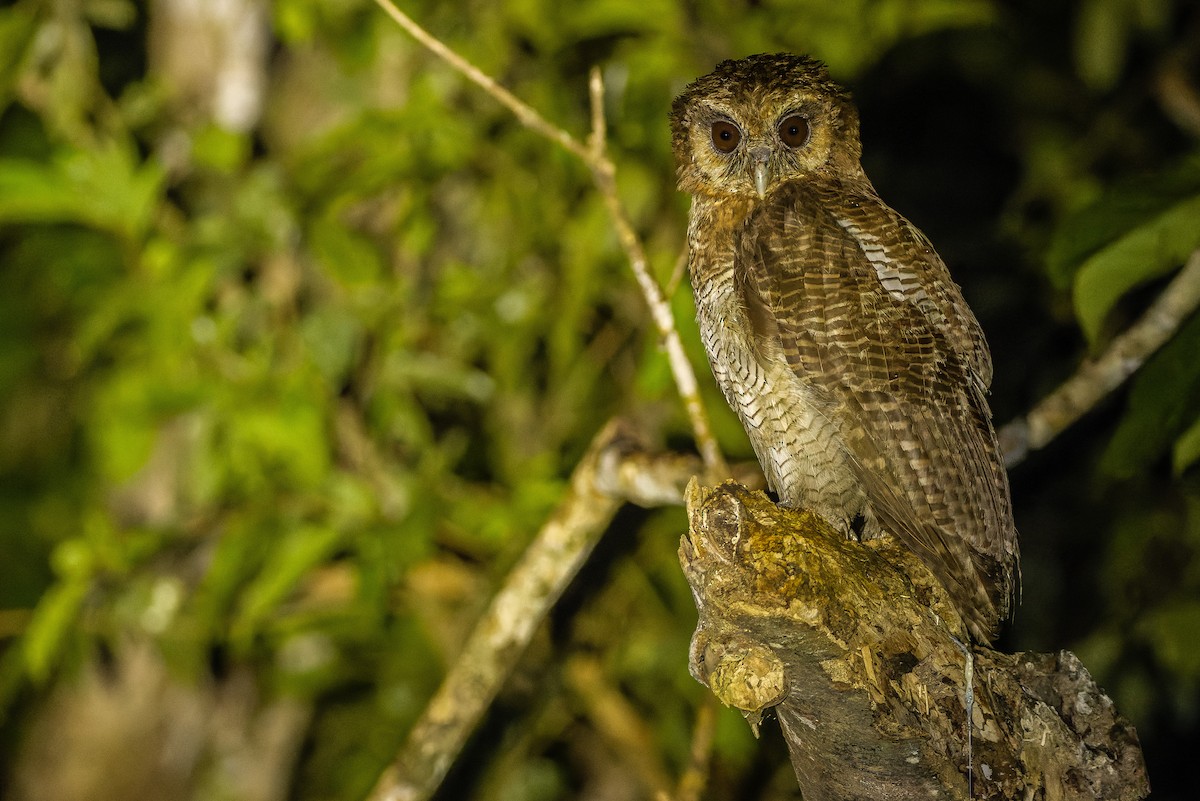 Brown Wood-Owl (Bornean) - ML610711785