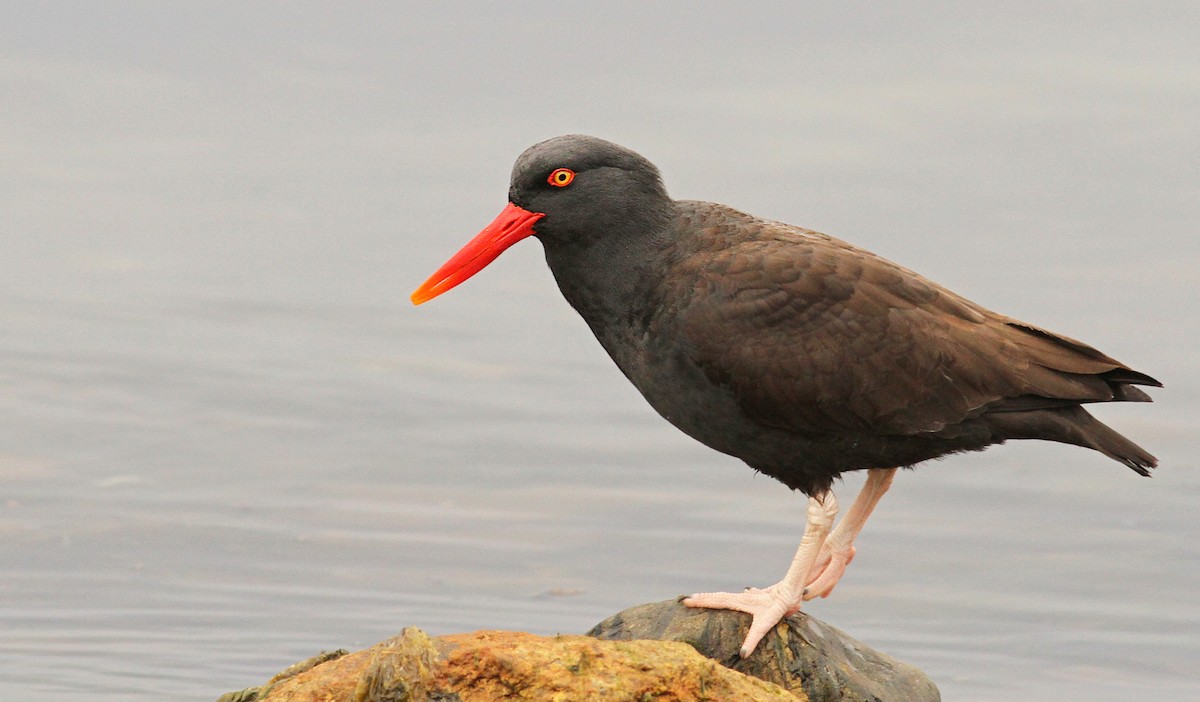 Blackish Oystercatcher - ML61071181