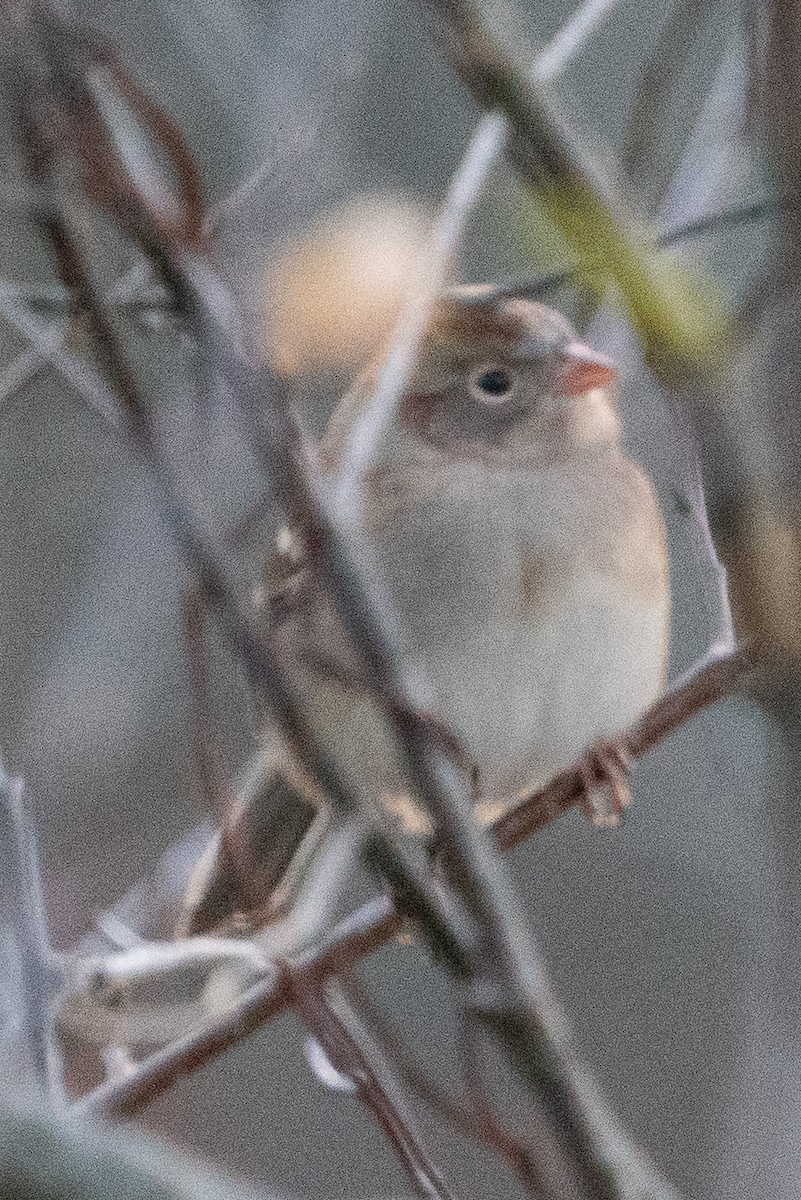 Field Sparrow - ML610711838