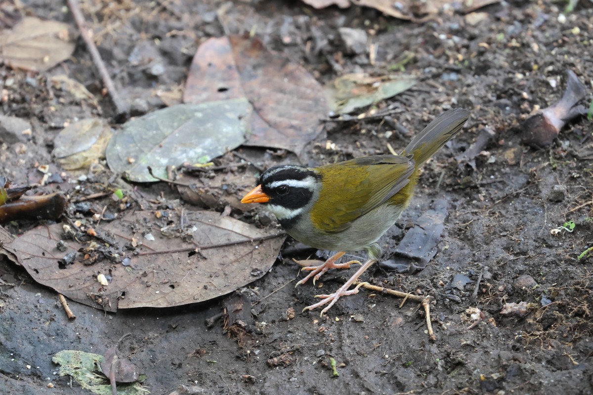 Orange-billed Sparrow (aurantiirostris Group) - Olivier Langrand