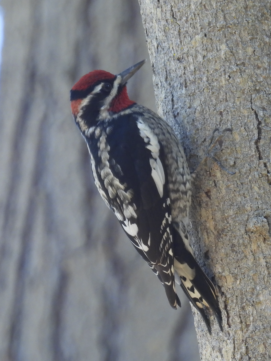 Red-naped Sapsucker - ML610711896