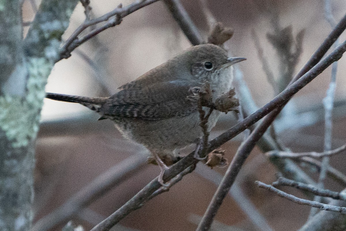 House Wren - ML610711940