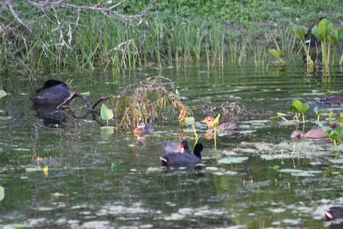 Masked Duck - ML610711990