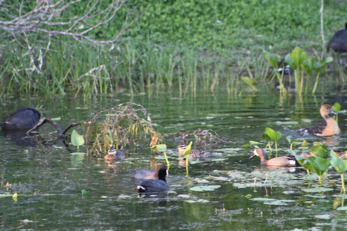 Masked Duck - ML610711991