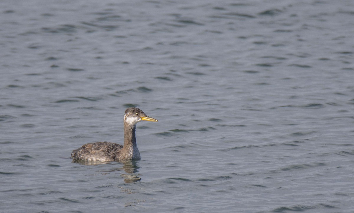 Red-necked Grebe - ML610712006