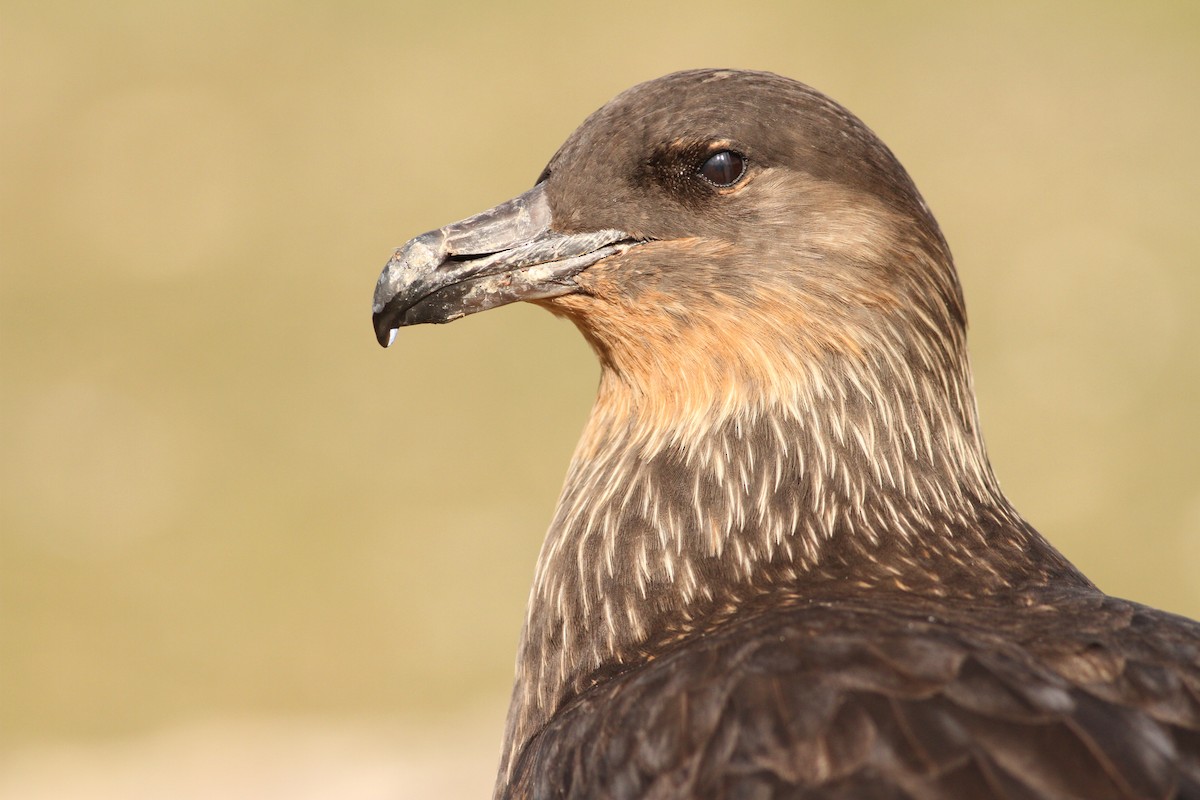 Chilean Skua - ML61071211