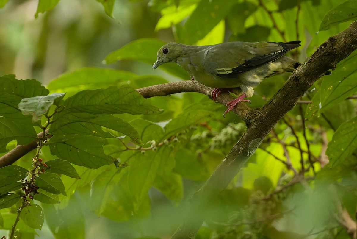 green-pigeon sp. - ML610712126