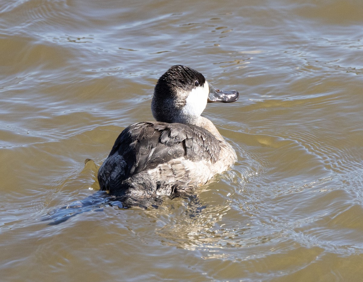 Ruddy Duck - ML610712186