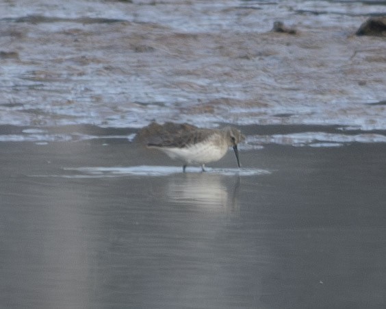 Dunlin - ML610712224