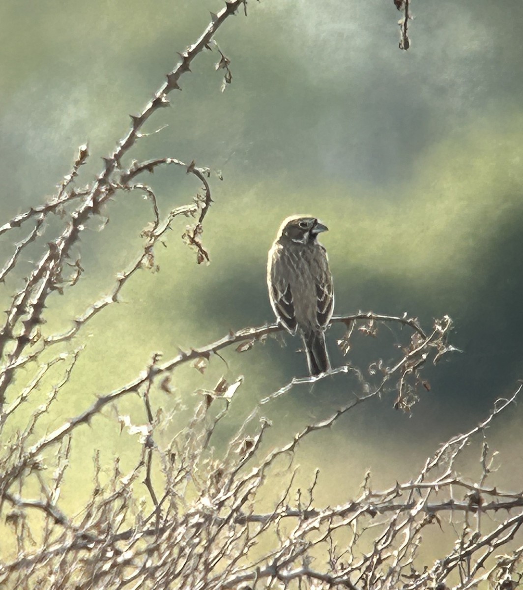 Lark Bunting - ML610712249