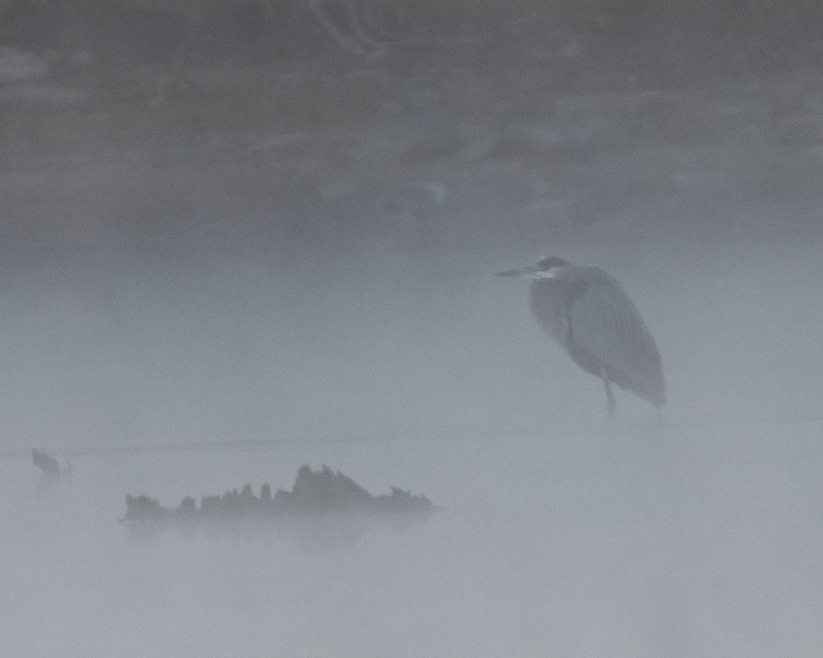 Great Blue Heron - ML610712256