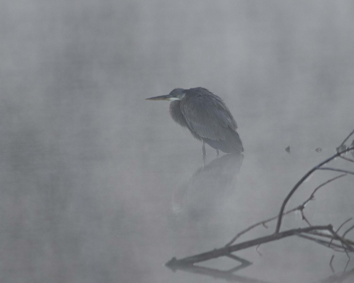 Great Blue Heron - ML610712257