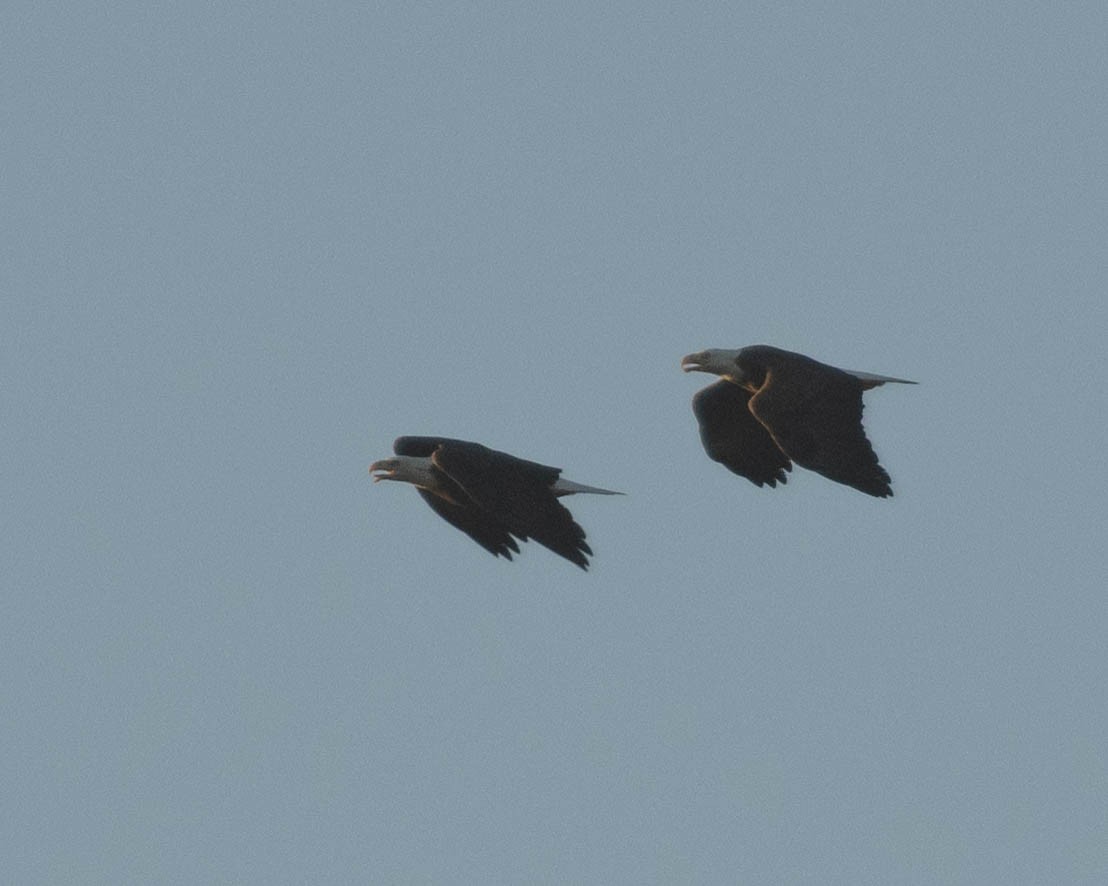 Bald Eagle - ML610712264