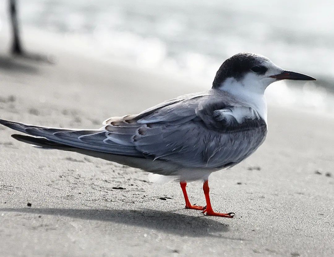 Common Tern - ML610712285