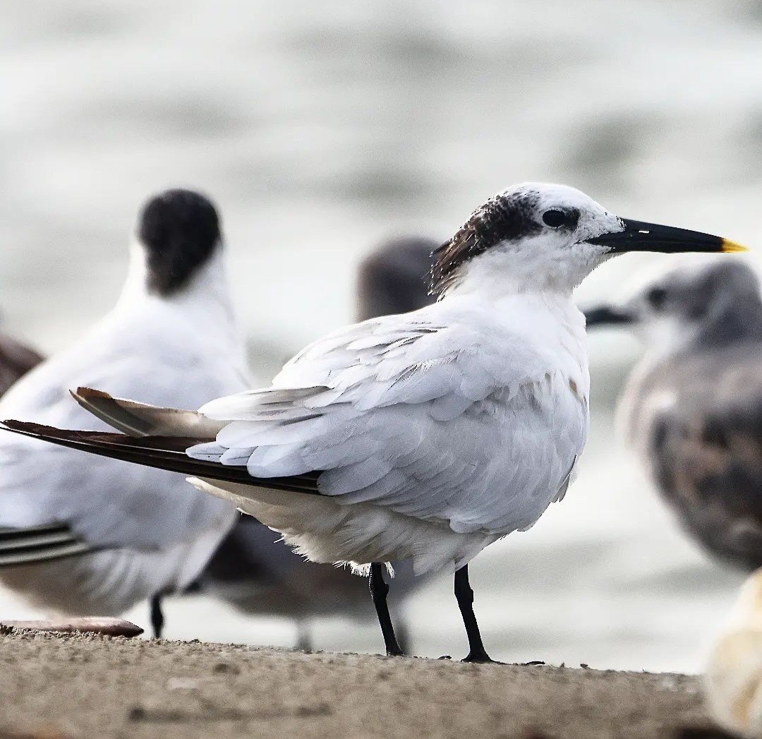 Sandwich Tern - Jorge Alcalá