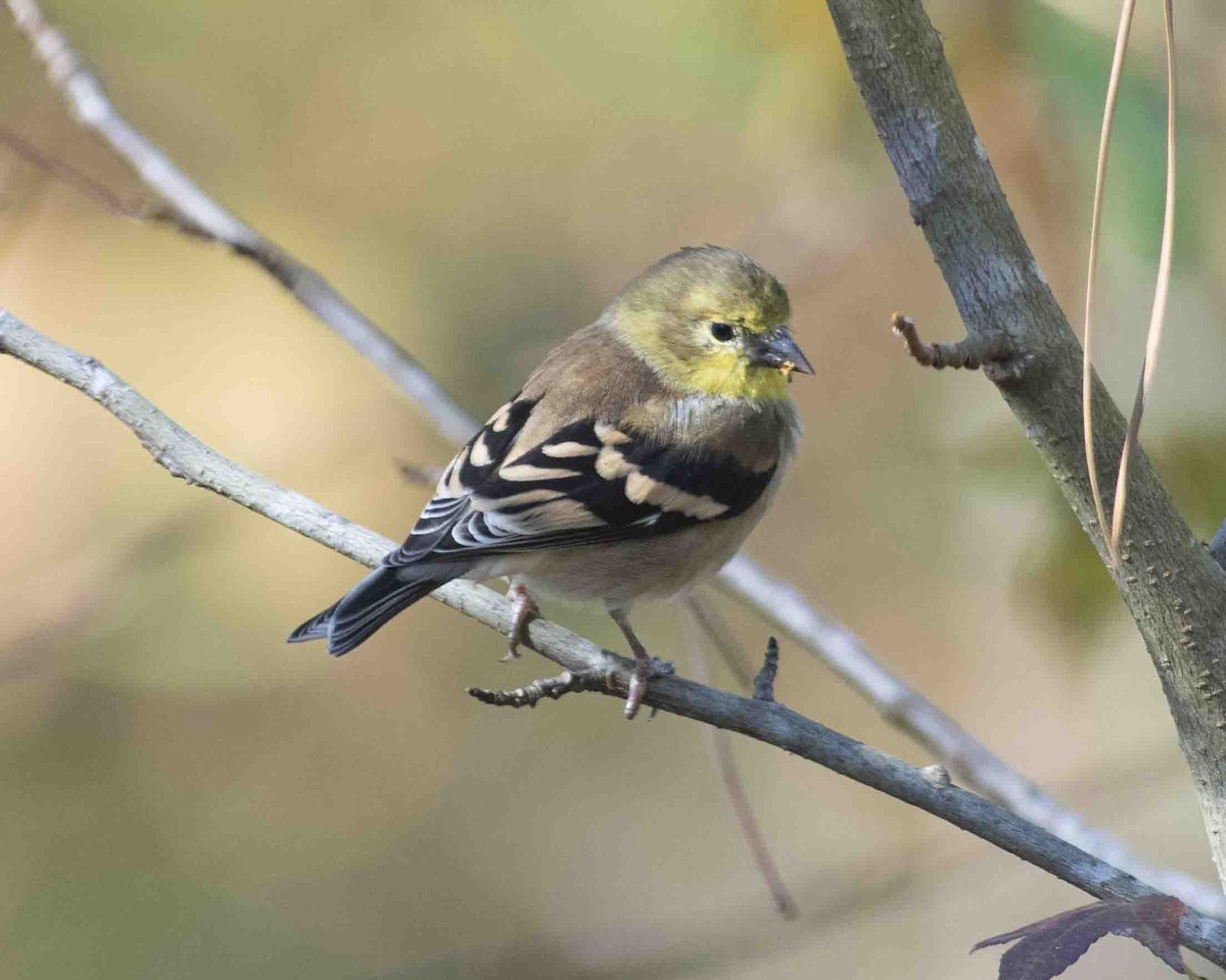 American Goldfinch - ML610712303