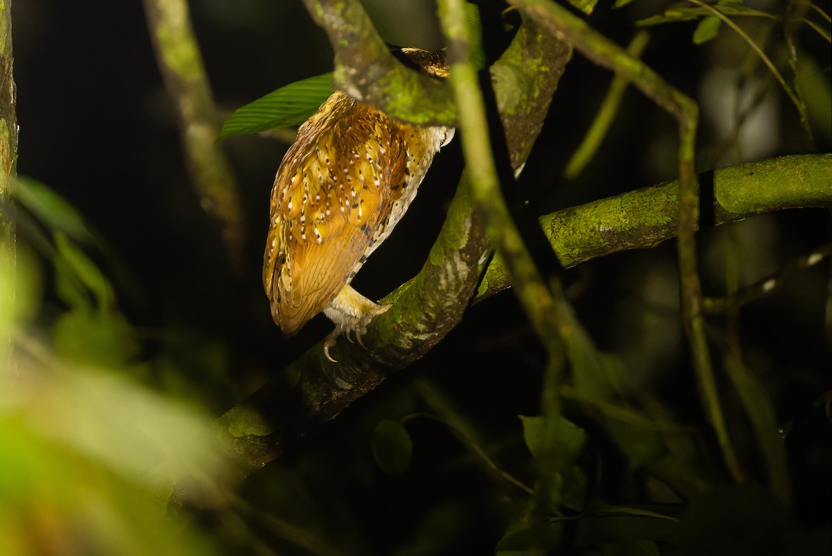 Oriental Bay-Owl - Joachim Bertrands