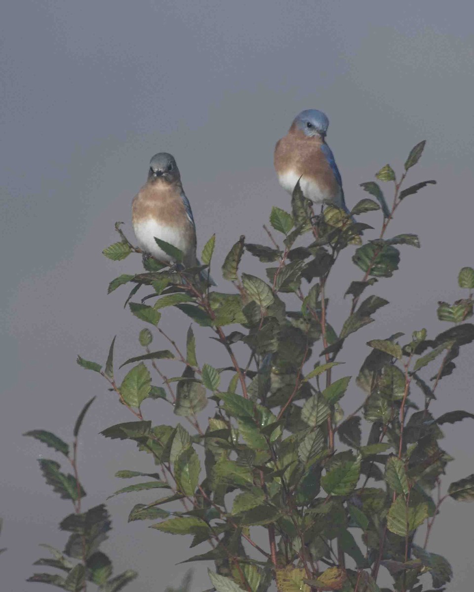 Eastern Bluebird - ML610712385